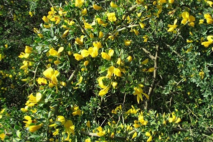 aspalanthos