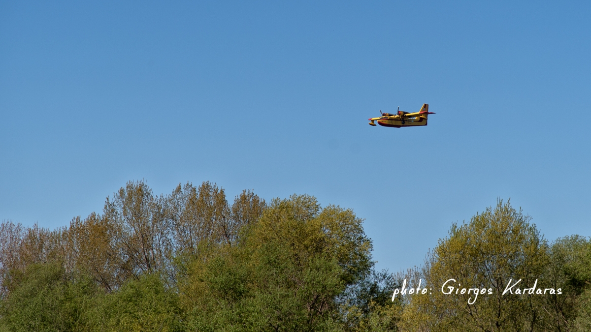 trixonida canadair 02