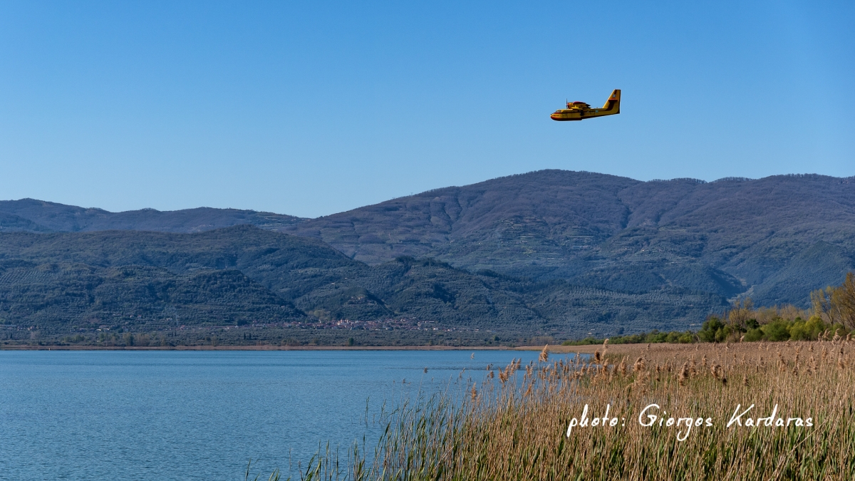 trixonida canadair 03