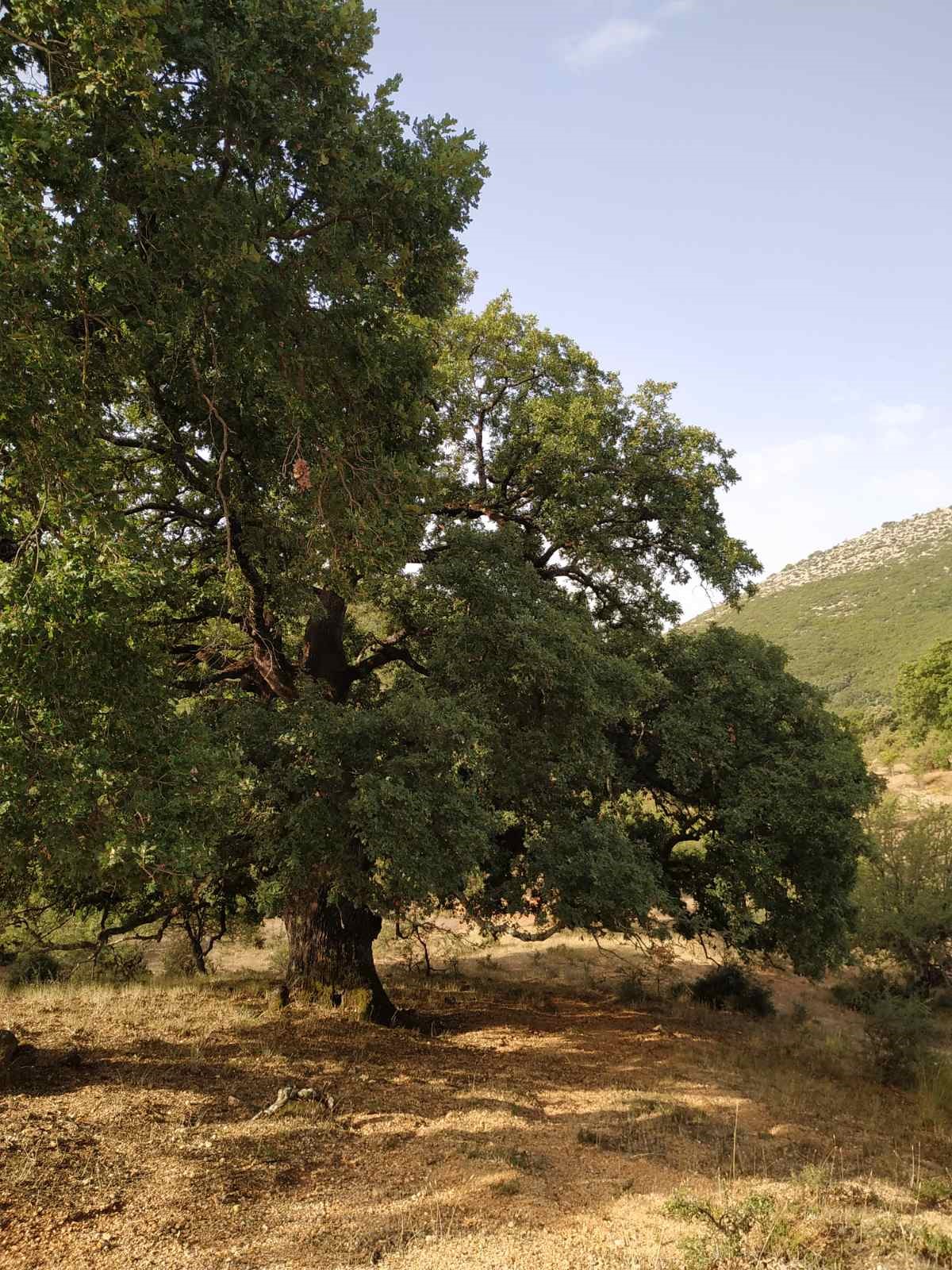 βριστιανα ξηρομερου 02