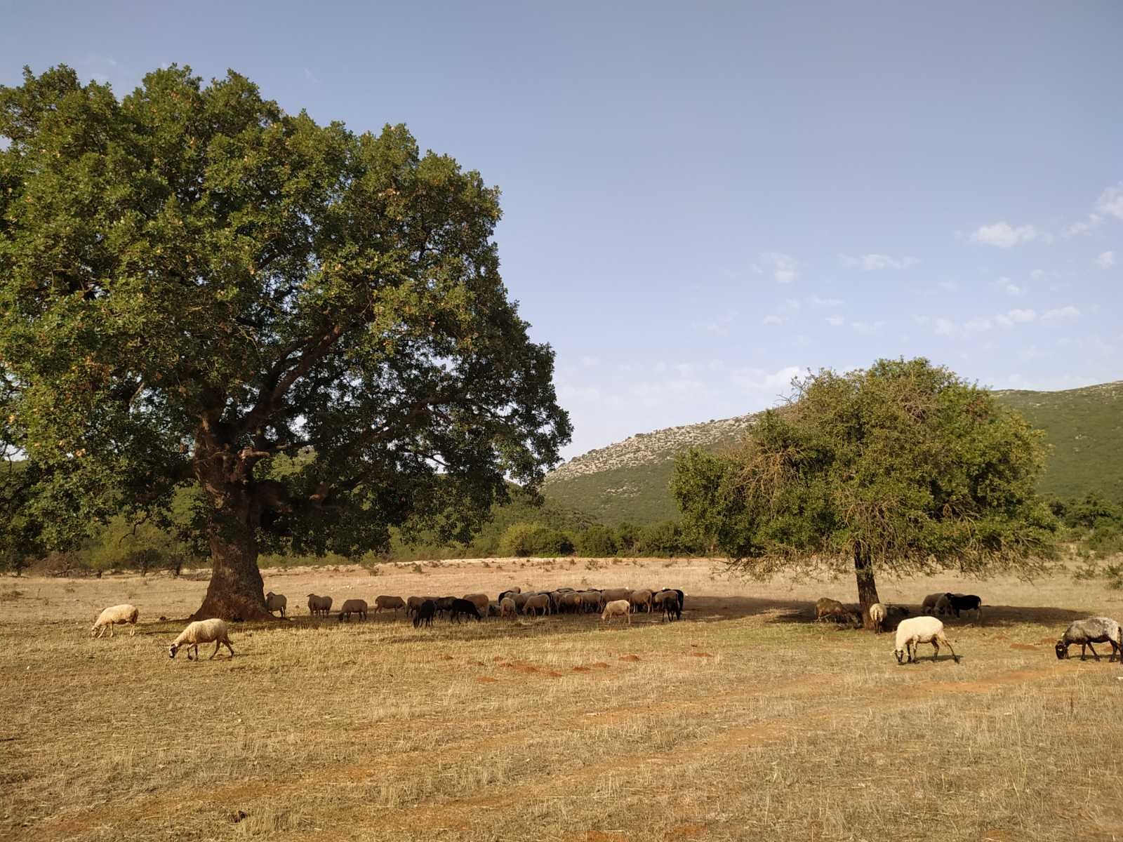 βριστιανα ξηρομερου 09