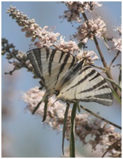 anaplasi 3