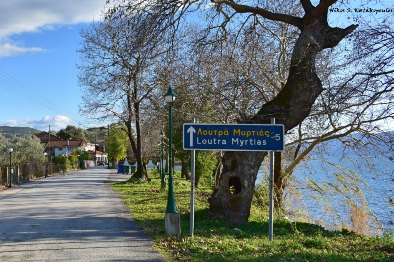 trichonida 14