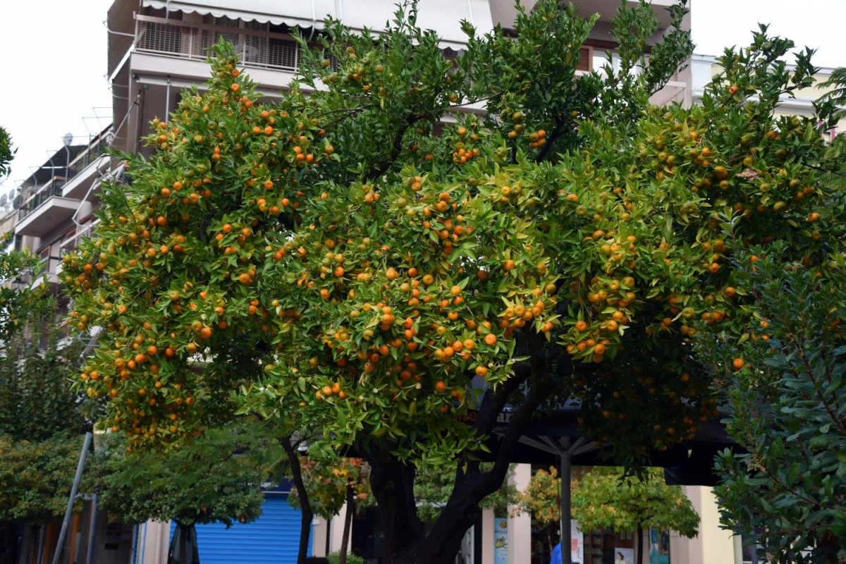 autumn in agrinio 2017 27