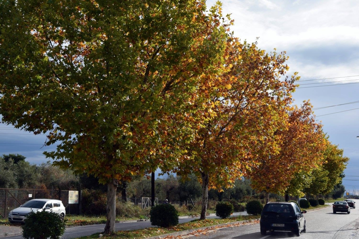 autumn in agrinio 2017 31