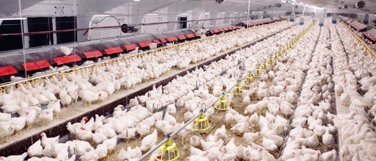 Eνίσχυση του πρωτογενούς τομέα για την αντιμετώπιση των αυξήσεων στο κόστος ενέργειας και θέρμανσης ζητά από το ΥΠΑΑΤ ο κλάδος της πτηνοτροφίας