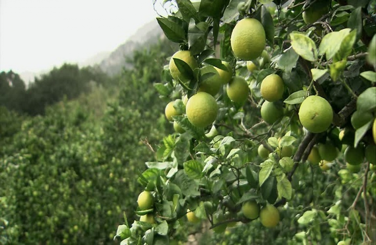 Προειδοποιήσεις για τα εσπεριδοειδή