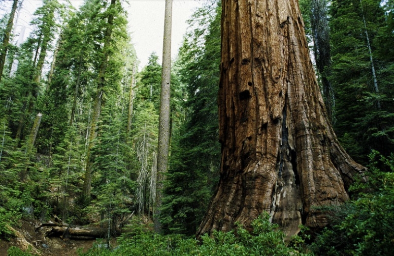Ποιοτική διαχείριση δασικών εκτάσεων