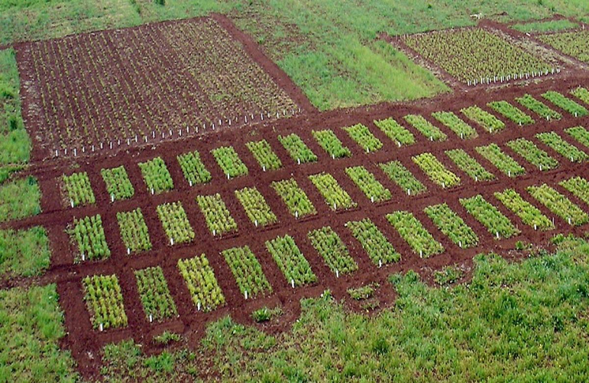 Παγκόσμια επισιτιστική ανασφάλεια