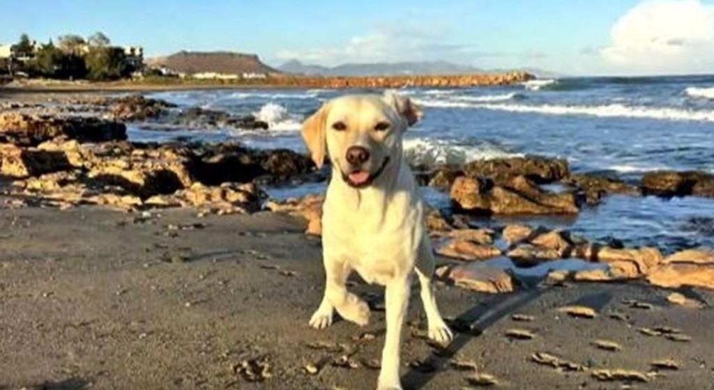 Η Λάιλα έγινε «ασπίδα» για να σώσει το αφεντικό της από τροχαίο – «Αν δεν έμπαινε στη μέση δεν θα ζούσα…»