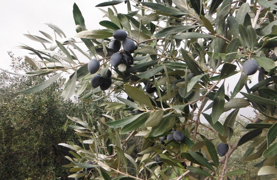 Χιλιάδες παραγωγοί «Καλαμών» κινδυνεύουν να μην λάβουν την κορωνοενίσχυση