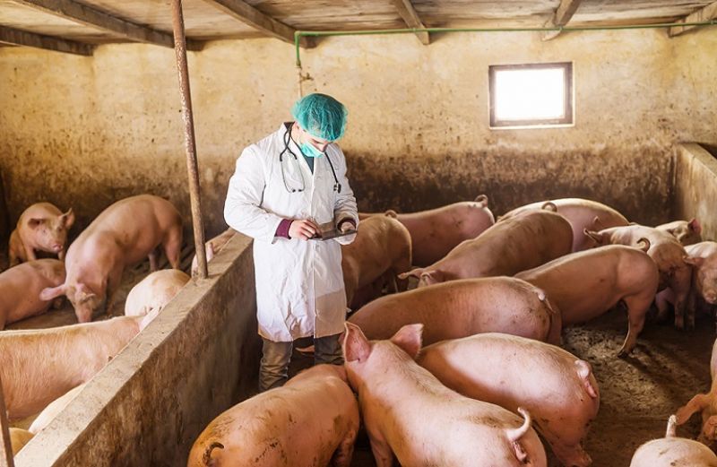 Σε εξέλιξη η διαδικασία πρόσληψης 46 κτηνιάτρων για την αντιμετώπιση της Αφρικανικής Πανώλους των χοίρων