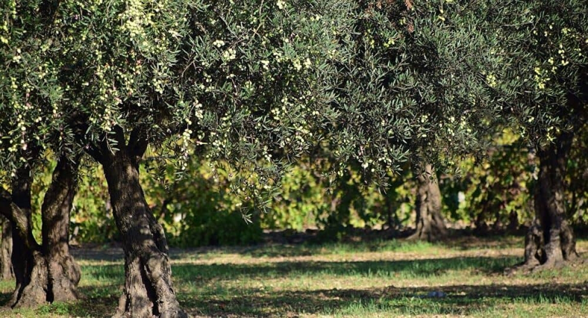 Ελιά: Με ταχείς ρυθμούς η πρόωρη ανθοφορία σε όλη τη Μεσόγειο