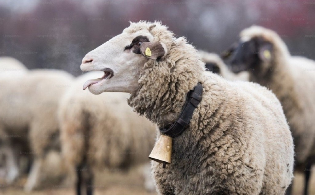 Τα οκτώ νέα μέτρα βιοασφάλειας για την ευλογιά αιγοπροβάτων