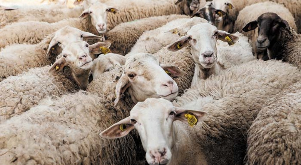 Κτηνοτρόφος πέθανε από στεναχώρια γιατί του θανάτωσαν τα πρόβατά του λόγω ευλογιάς