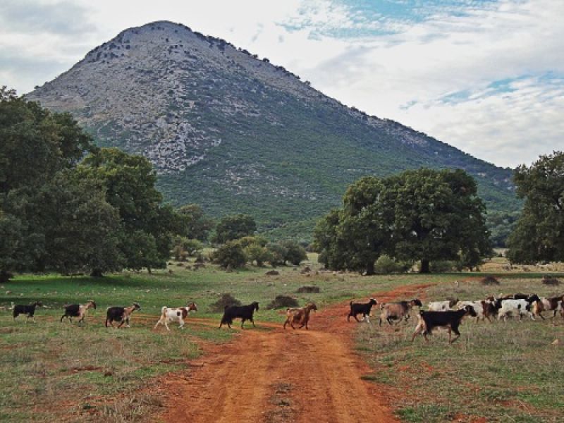 Η πώληση των αρνιών και κατσικιών