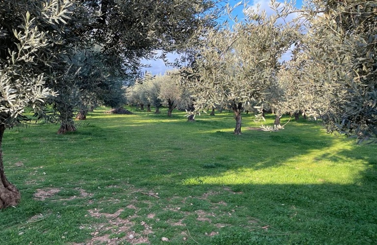 Αλλαγές στο πρόγραμμα δακοκτονίας για το 2022