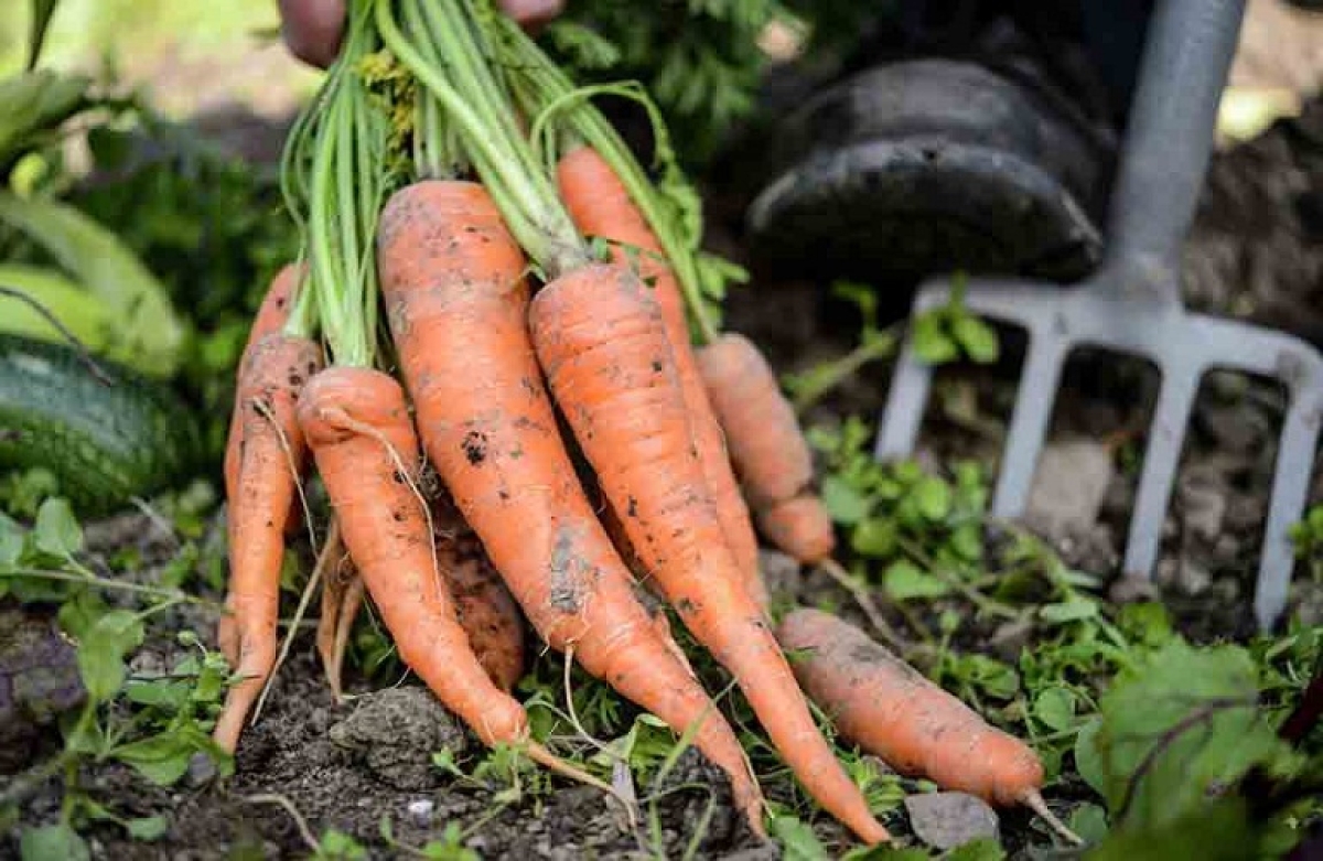 Η βιολογική γεωργία απαιτεί κίνητρα και καινοτομίες