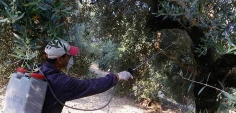 Δακοκτονία: Επιτέλους λύση! Ξεκινούν οι ψεκασμοί στην Αιτωλοακαρνανία