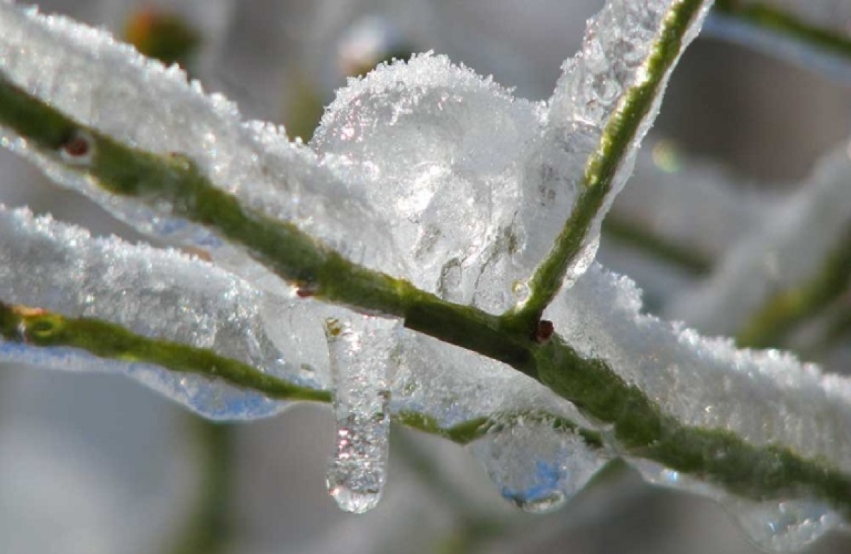 Σε ΦΕΚ οι αποζημιώσεις παγετού 2021