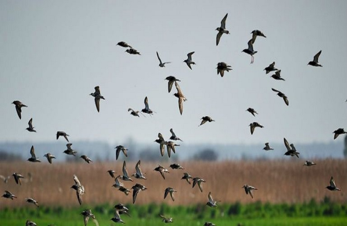 Πληρωμή για την προστασία της άγριας ορνιθοπανίδας