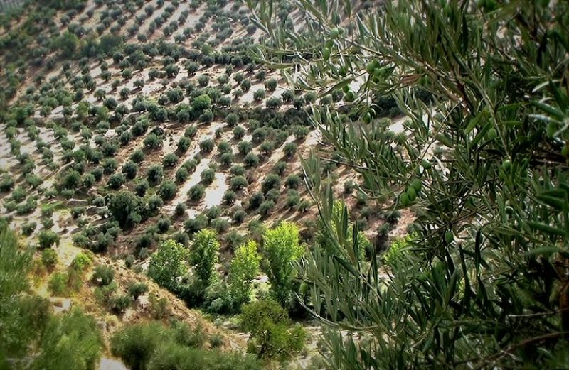 Η γεωργία ακριβείας και οι εφαρμογές της στον ελαιοκομικό τομέα