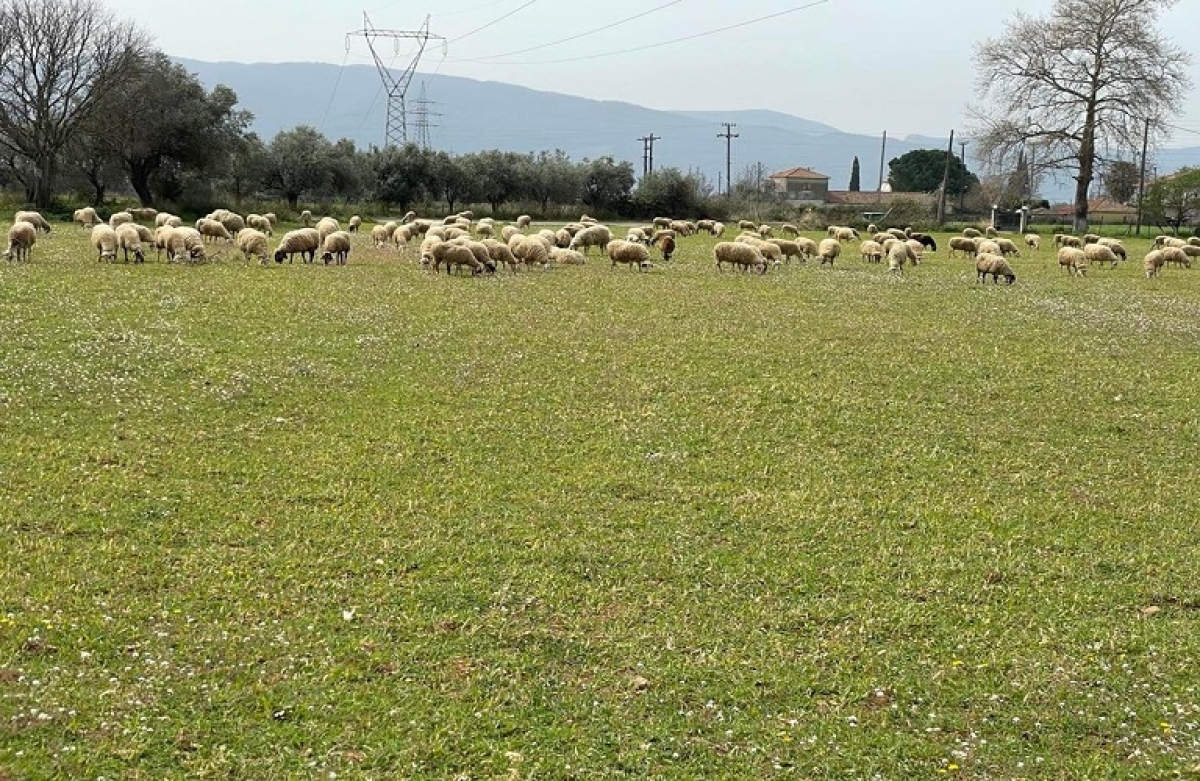 Νέες αποφάσεις για τη στήριξη των κτηνοτρόφων