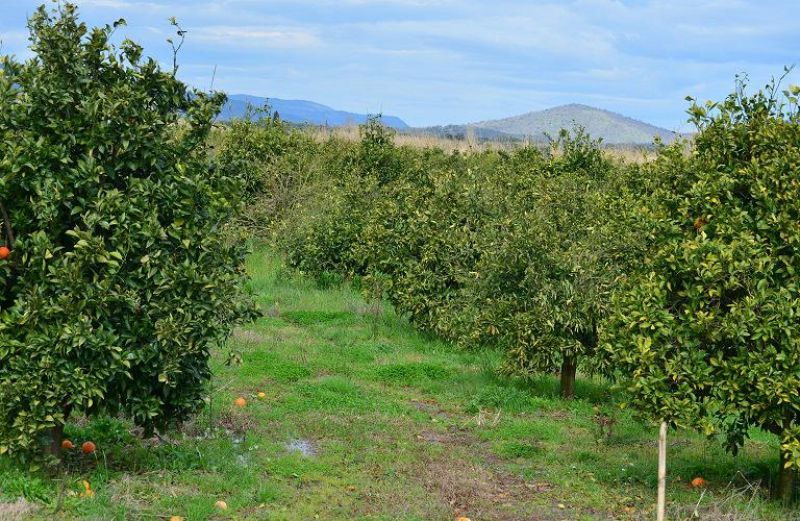 Στα ΠΣΕΑ παραπέμπει ο υπουργός για την ακαρπία στα εσπεριδοειδή