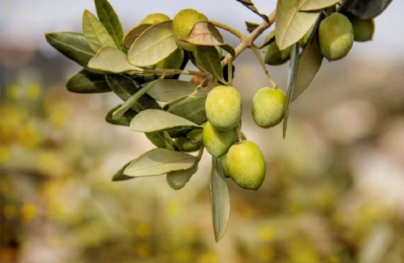 Παρατείνεται η προθεσμία για αιτήσεις προκαταβολής των προγραμμάτων των Οργανώσεων Ελαιοκομικών Φορέων