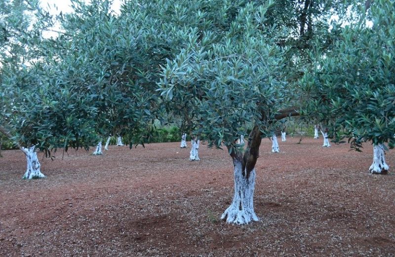 Επίδραση της ορθολογικής λίπανσης στην καλλιέργεια ελιάς