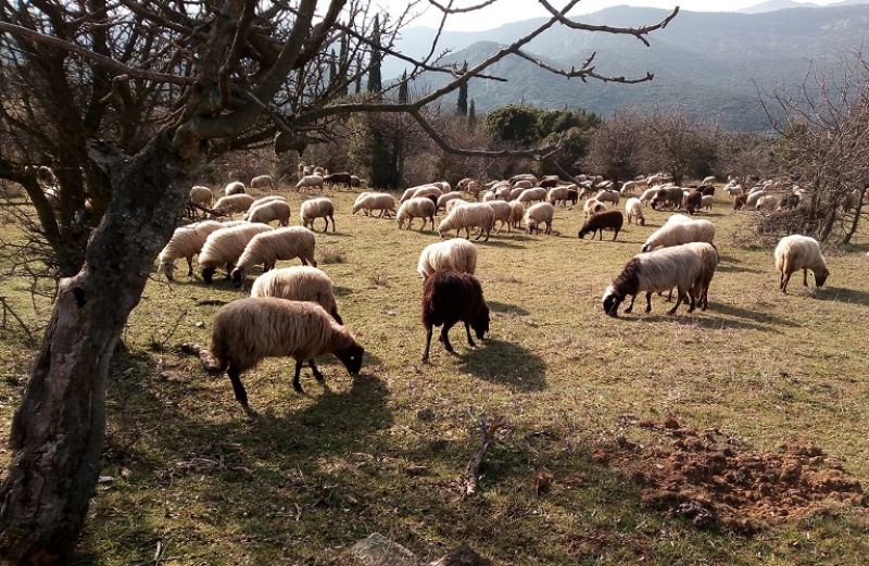 Εξισωτική Αποζημίωση: εξόφληση υποχρεώσεων 2008-2015