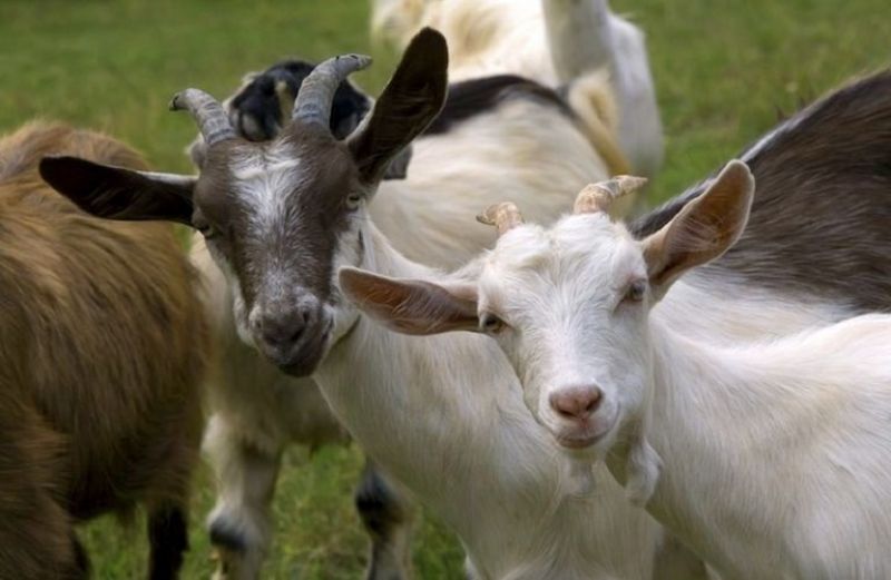 Σύσκεψη για τη γενετική βελτίωση του ζωικού κεφαλαίου