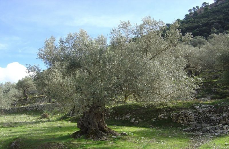 Νέο δελτίο φυτοπροστασίας για την ελιά