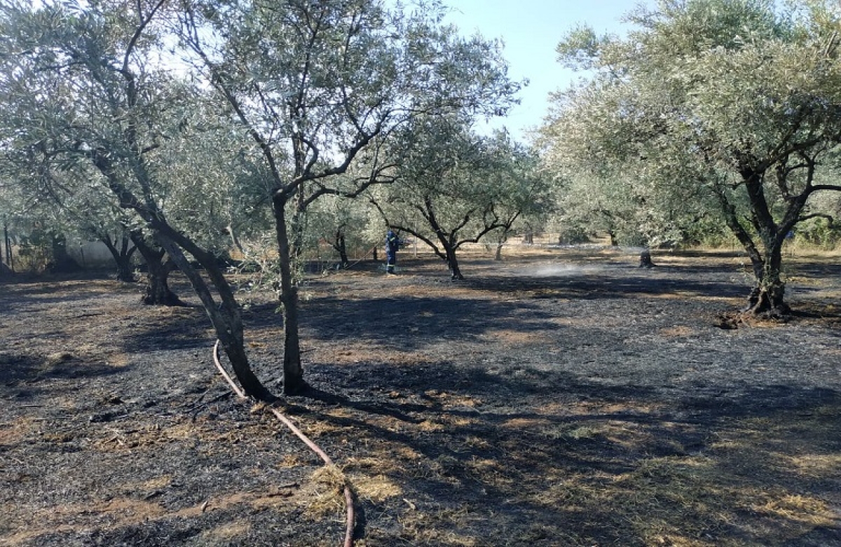 ΕΛΓΑ: Πληρωμές 20,5 εκατ. ευρώ για πυρόπληκτες δενδροκαλλιέργειες