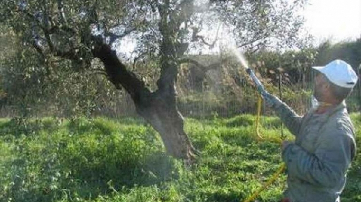 Ξεκινάει νέος δολωματικός ψεκασμός για τον δάκο της ελιάς στην Π.Ε. Αιτωλοακαρνανίας