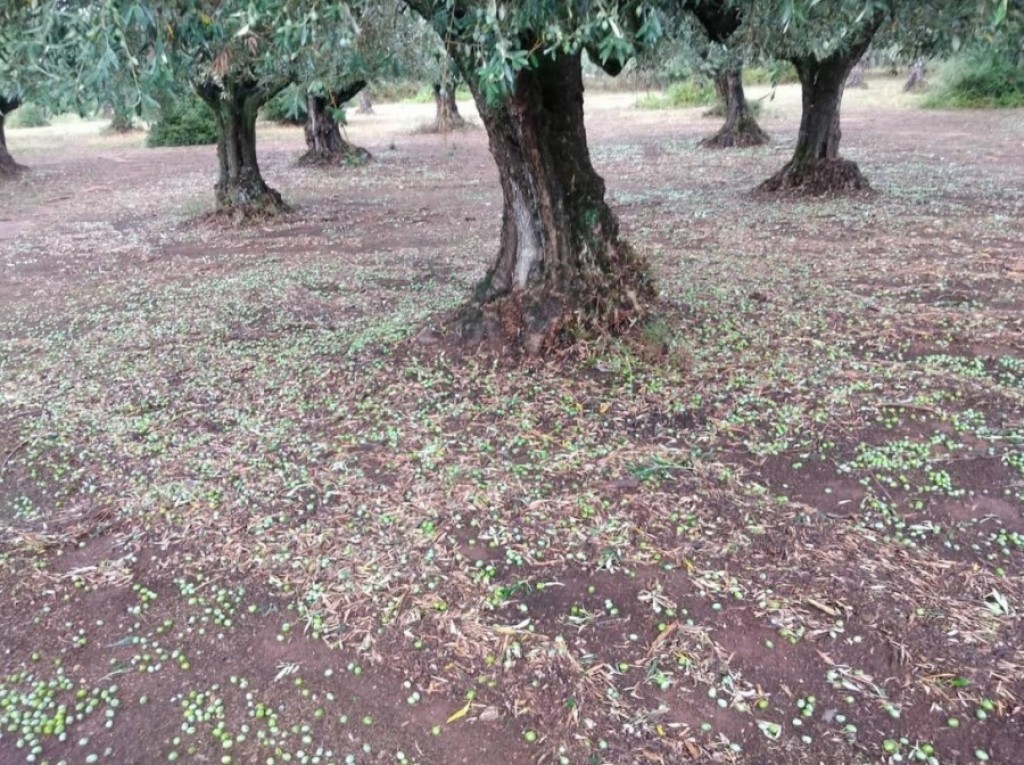 Καινούργιο - ΕΛΓΑ: Κάλεσμα σε παραγωγούς για δήλωση ζημιών στις καλλιέργειες από τις πρόσφατες βροχοπτώσεις