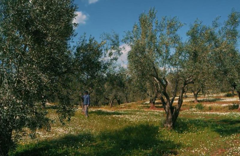 Δακοκτονία 2019: Τέσσερις μήνες νωρίτερα η κατανομή εποχικού προσωπικού
