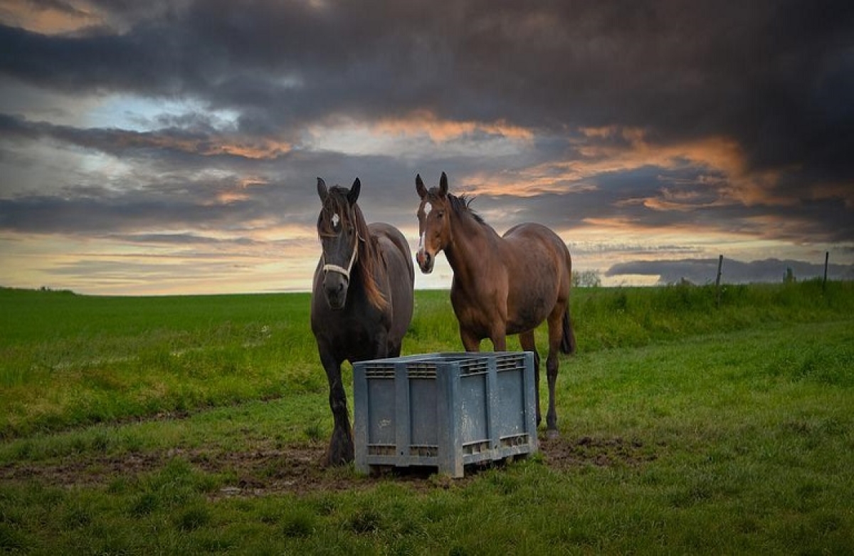 Πρόσκληση σε διάλογο για την καταπολέμηση των φαινομένων κακομεταχείρισης ζώων