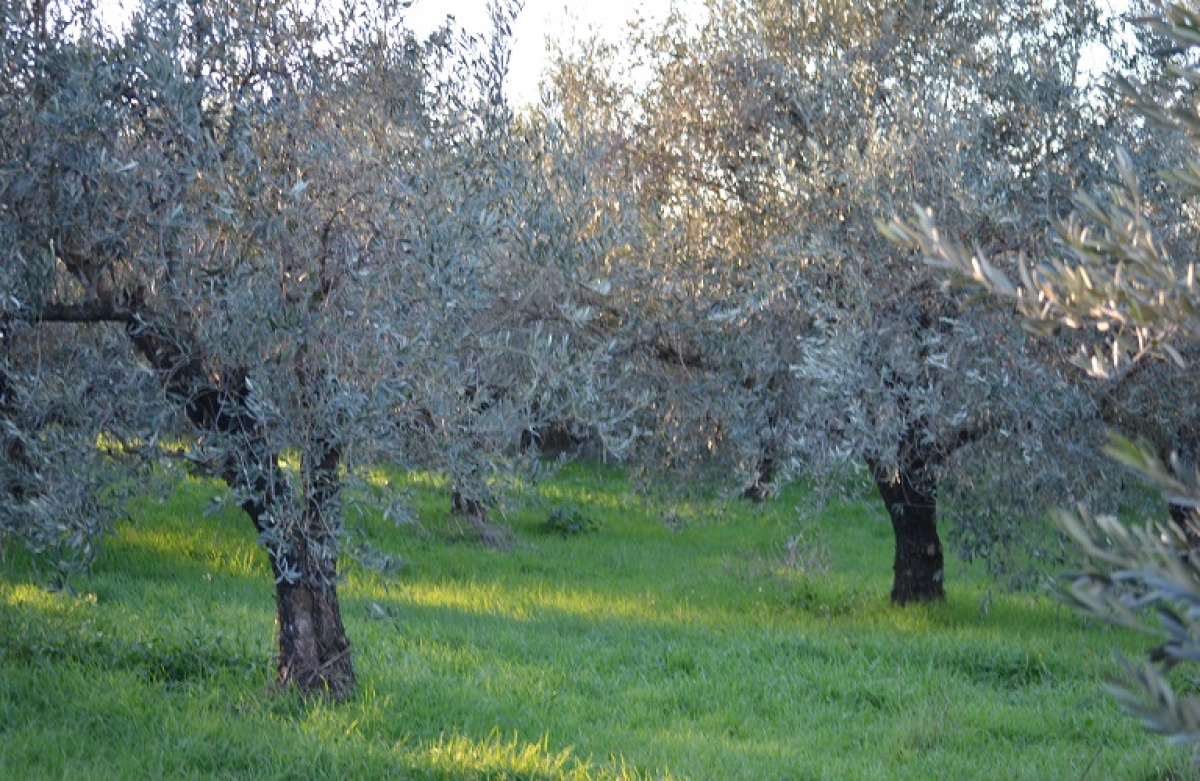 Χειμερινή φυτοπροστασία στα ελαιόδεντρα