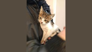 4ο γυμνάσιο Αγρινίου: Μαθητές έσωσαν τραυματισμένο γατάκι – Συγκίνηση και μήνυμα ανθρωπιάς από τη νέα γενιά