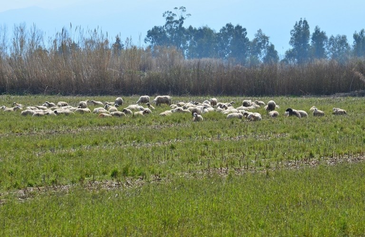 ΟΣΔΕ 2023: τι θα ισχύσει για μισθωτήρια, ΑΤΑΚ, Κτηματολόγιο και δημόσιες εκτάσεις