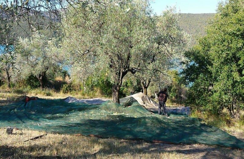 Κυκλοκόνιο, Γλοιοσπόριο, Καρκίνωση: επεμβάσεις στον ελαιώνα