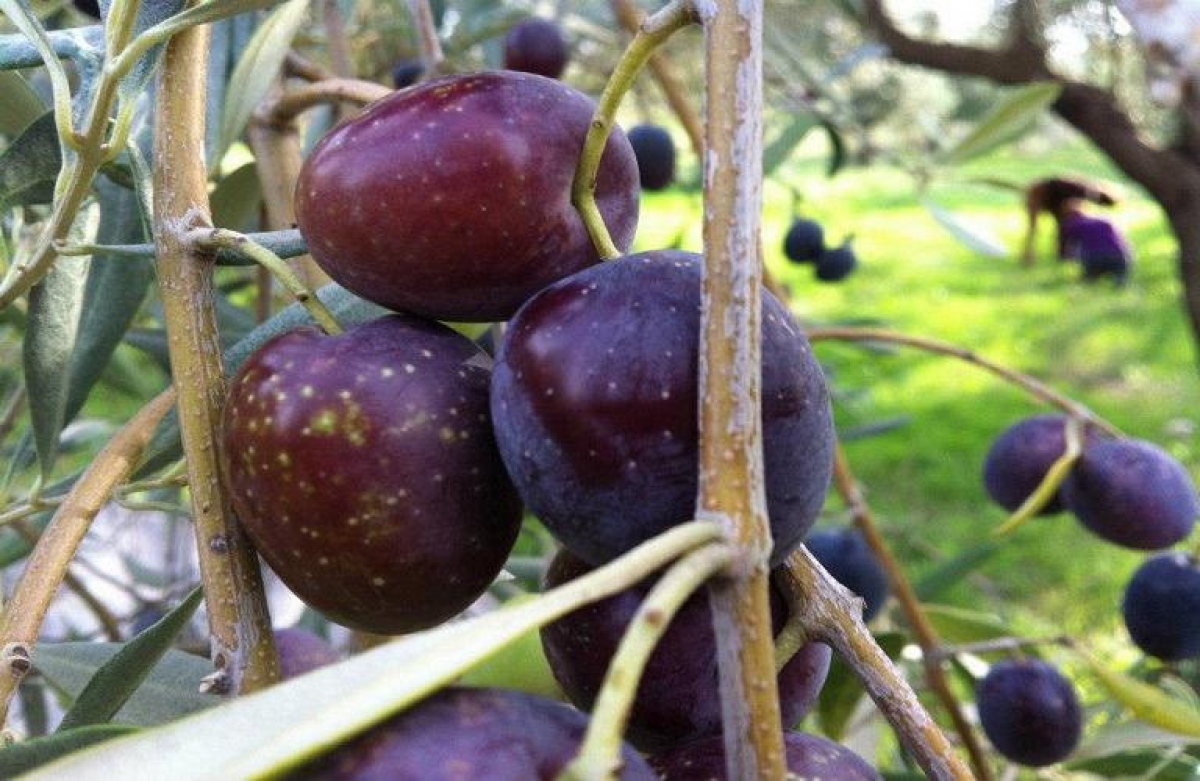 ARTOLIO: πρόγραμμα για τη στήριξη μικρών ελαιοπαραγωγών