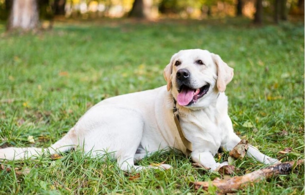 Πόσες αναγνωρισμένες φυλές σκύλων υπάρχουν – Ποιες είναι οι ελληνικές