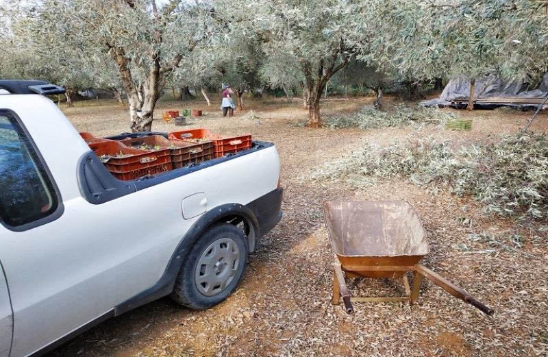 Συμβουλές για τη συγκομιδή του ελαιοκάρπου