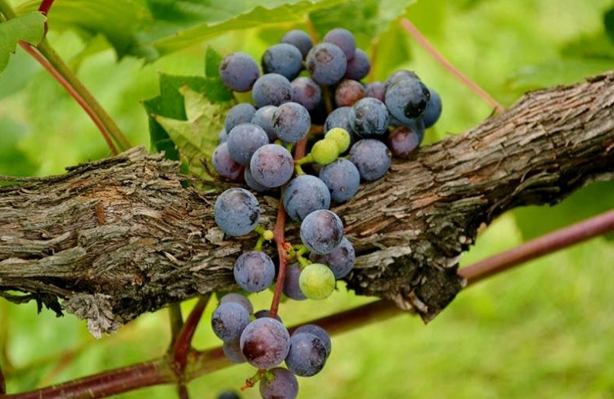 Σήμα κινδύνου για την αμπελουργία