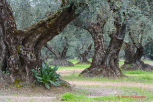 Η ΠΟΓΕΔΥ κρούει τον κώδωνα κινδύνου για το Ελαιοκομικό Μητρώο