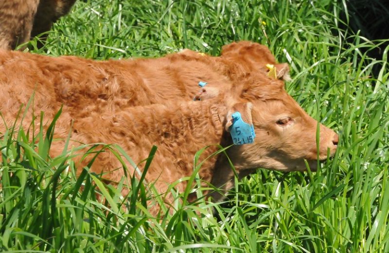 Συμβουλές για τη σωστή διατροφή των νεογέννητων µοσχαριών