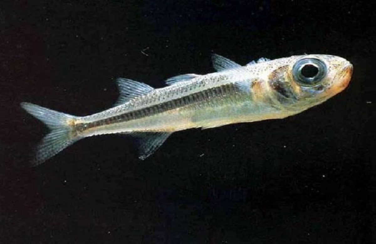 Συνεργασία για την αναγνώριση της αθερίνας της Τριχωνίδας ως προϊόν ΠΟΠ/ΠΓΕ