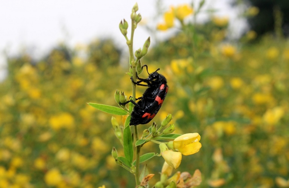 Δημοκρατία και πολιτικές για την Πράσινη Ανάκαμψη
